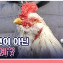 닭과함께 이미지