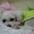 까꿍이 하우스 이미지