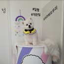 살롱드 펫 이미지