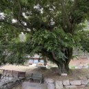 보령베스트 이미지