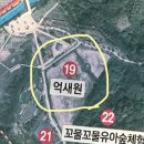 장수동 은행나무 | 인천 가을 명소 | 인천대공원 단풍 억새 포토스팟과 장수동 은행나무 실시간 후기