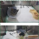 백마동물병원 | 인천 유기동물 보호소 방문 후기: 포인핸드 보고 부평보호소 백마동물병원 다녀왔어요(예쁜 개냥이들...