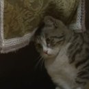 고양이 별 이미지