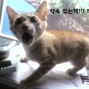 고다상사 이미지