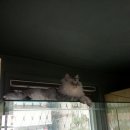 우쭈쭈애견샵 이미지