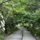 오렌지꽃향기는바람에날리고민박 이미지