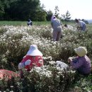 관춘농장 이미지