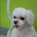 모모 애견미용 이미지