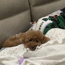 댕올라 | 반려견 독채 펜션 댕올라 후기, 근처 가볼만 한 곳 추천!