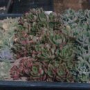 월금농장 이미지