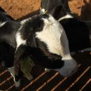 은아목장 이미지