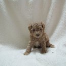 반디의꿈 이미지