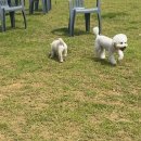 선샤인 반려견 유치원 이미지