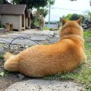 진도해넘이민박 이미지