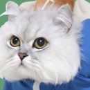 채널샵 이미지