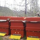 명품과일 이미지