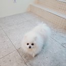 이룸독트레이닝 | 서울애견훈련소 이룸독트레이닝에서 강아지 행동교정 했어요