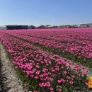김사기농장 | [네덜란드여행] 암스테르담 근교 리세(Lisse) 튤립 여행: De Tulperij, Tulip Barn