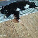 입맛 까다로운 고양이도 반한 피니키 고양이 유산균 사료 6kg 대용량 솔직후기