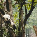 팬더 - 강남구 강남대로156길 13-4 | 팬더