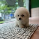 김해 강아지분양 고양이분양 도그하우스 외동점 이미지