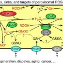 Re: 퍼옥시좀이 만드는 ROS/RNS 대사와 질병 이미지