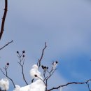 금강송 생태경영림 이미지