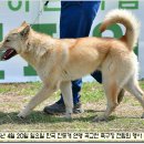 수컷 이미지