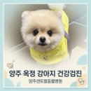 센트럴동물병원 | 양주 옥정 동물병원 추천｜10살 건강검진 양주센트럴동물병원 다녀온 후기