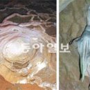 들꽃생명 동아일보