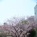 배화학교 | 🌸 부산 배화학교 가와사키 벚꽃 후기