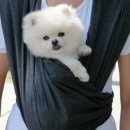 모모플러스 이미지