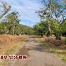 성읍민속로 이미지