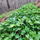 산골농장 이미지