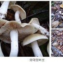 버섯류 이미지