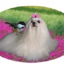 아지야 놀자 이미지