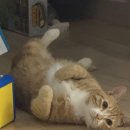 세븐일레븐 문산수타운점 | 문산무인펫샵 후기｜24시간 이용 가능한 견생냥품 파주 문산수타운점