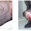 미소동물 의료센터 이미지