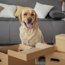 이한펫푸드 이미지