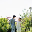 제주하다 이미지