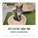 완산-서부-비상-001 | 전주 신시가지 고양이 카페, 굄에서 귀여움 충전 완료