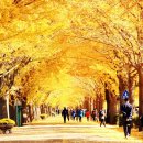 황금빛 가로수길 이미지