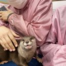 모두아생활용품점 | 도쿄 하라주쿠 이색동물카페 수달카페 - 와카바야시의 집