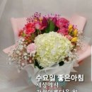 수요일 Daum카페