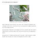 송충이 미국흰불나방 방제 방법! 무독성 친환경 살충제 쉐어그린 에스지원 내돈대산/후기
