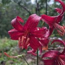 레드벨벳~너를 꼭 보고팠다~♡ 이미지