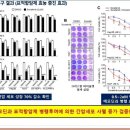 해피루트