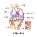 무릎 관절에 운동 좋지만 ‘○○’도 챙겨야 이미지