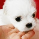 천사강아지 이미지