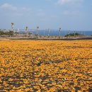 성산읍 신풍리 하동 이미지